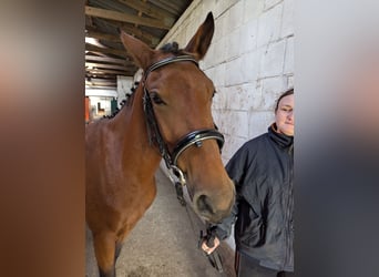 Knabstrupper, Stute, 3 Jahre, 14,1 hh, Brauner