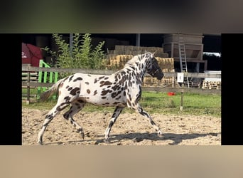 Knabstrup Mix, Mare, 3 years, 14,2 hh, Leopard-Piebald