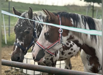 Knabstrup Mix, Mare, 3 years, 14,2 hh, Leopard-Piebald