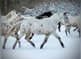 Knabstrup, Mare, 3 years, 14.3 hh, Leopard-Piebald