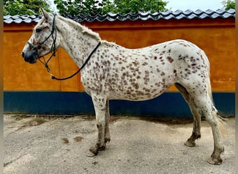 Knabstrup, Mare, 3 years, 14,2 hh, Leopard-Piebald