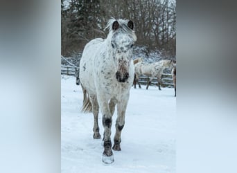 Knabstrup, Mare, 3 years, 14,2 hh, Leopard-Piebald