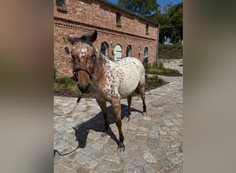 Knabstrup, Mare, 3 years, 15 hh, Leopard-Piebald