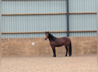 Knabstrup, Mare, 3 years, 15,2 hh, Bay