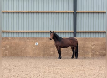 Knabstrup, Mare, 3 years, 15,2 hh, Bay