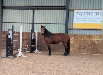 Knabstrup, Mare, 3 years, 15,2 hh, Bay