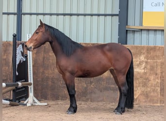 Knabstrup, Mare, 3 years, 15,2 hh, Bay
