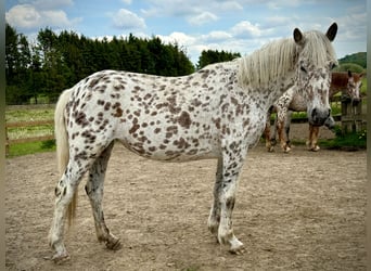 Knabstrup, Mare, 4 years, 14.1 hh, Leopard-Piebald