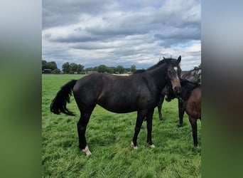 Knabstrup Mix, Mare, 4 years, 14,1 hh, Brown