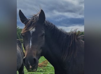 Knabstrup Mix, Mare, 4 years, 14,1 hh, Brown