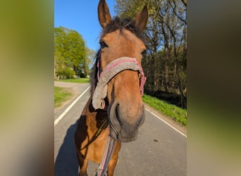 Knabstrup, Mare, 4 years, 14,1 hh, Brown
