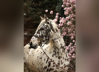Knabstrup, Mare, 4 years, 15,1 hh, Leopard-Piebald