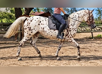 Knabstrup, Mare, 4 years, 16 hh, Leopard-Piebald
