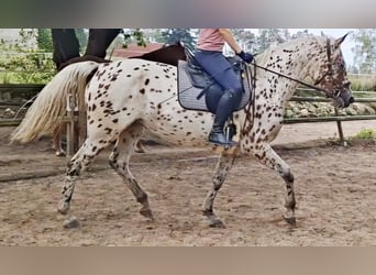 Knabstrup, Mare, 4 years, 16 hh, Leopard-Piebald
