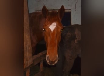 Knabstrup, Mare, 5 years, 15.1 hh, Chestnut-Red
