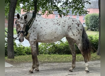 Knabstrup, Mare, 5 years, 15.2 hh, Leopard-Piebald Knabstrup, Mare, 5 years, 15.2 hh, Leopard-Piebald