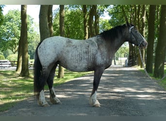 Knabstrup, Mare, 5 years, 15.2 hh, Leopard-Piebald
