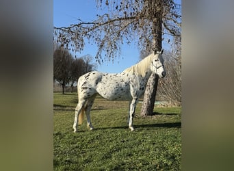 Knabstrup, Mare, 5 years, 15,1 hh, Leopard-Piebald