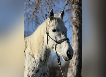 Knabstrup, Mare, 5 years, 15,1 hh, Leopard-Piebald