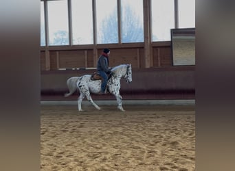 Knabstrup, Mare, 5 years, 15,1 hh, Leopard-Piebald