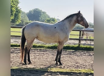 Knabstrup, Mare, 5 years, 15,2 hh, Leopard-Piebald