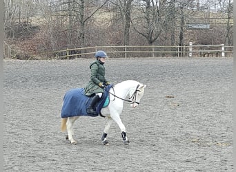 Knabstrup, Mare, 6 years, 12.2 hh, White
