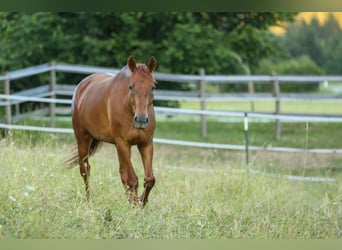 Knabstrup, Mare, 6 years, 15.1 hh, Chestnut-Red
