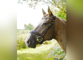 Knabstrup, Mare, 6 years, 15.2 hh, Leopard-Piebald