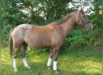 Knabstrup, Mare, 6 years, 15.2 hh, Leopard-Piebald