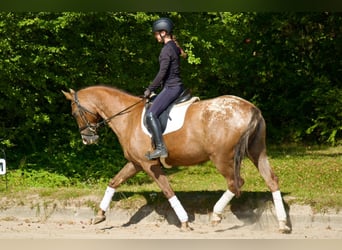 Knabstrup, Mare, 6 years, 15.2 hh, Leopard-Piebald