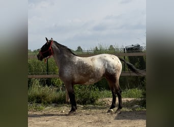 Knabstrup, Mare, 7 years, 15,2 hh, Leopard-Piebald