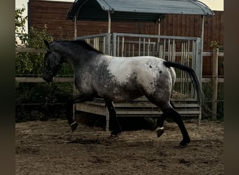 Knabstrup, Mare, 7 years, 15,2 hh, Leopard-Piebald