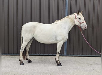 Knabstrup, Mare, 7 years, 15,2 hh, Leopard-Piebald