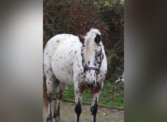 Knabstrup, Mare, 8 years, 13,3 hh, Leopard-Piebald