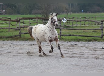 Knabstrup, Mare, 8 years, 13,3 hh, Leopard-Piebald