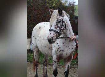 Knabstrup, Mare, 8 years, 13,3 hh, Leopard-Piebald