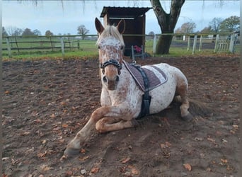 Knabstrup, Mare, 8 years, 15,1 hh, Leopard-Piebald