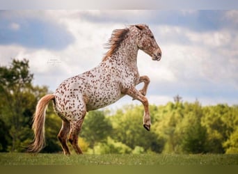 Knabstrup, Mare, 8 years, 15,1 hh, Leopard-Piebald