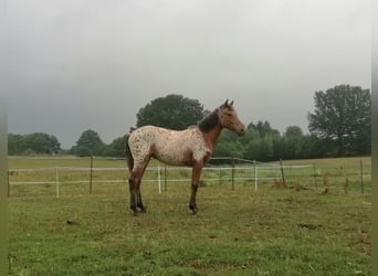 Knabstrup, Mare, 8 years, 15,1 hh, Leopard-Piebald