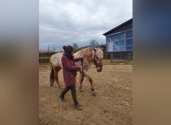 Knabstrup, Mare, 8 years, 15,1 hh, Leopard-Piebald