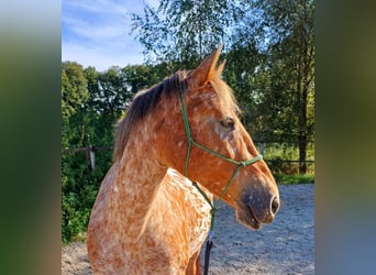 Knabstrup Mix, Mare, 8 years, 15,1 hh, Leopard-Piebald