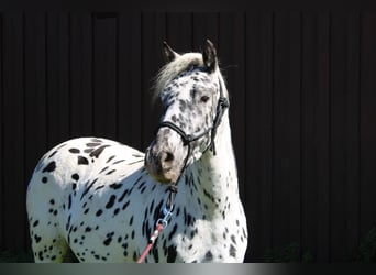 Knabstrup, Mare, 9 years, 12.1 hh, Leopard-Piebald