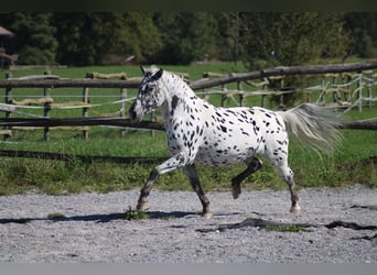 Knabstrup, Mare, 9 years, 12.1 hh, Leopard-Piebald