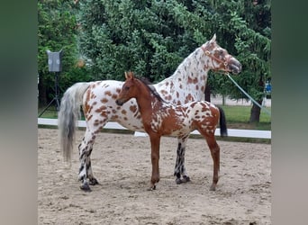 Knabstrup, Mare, 9 years, 14.1 hh, Leopard-Piebald