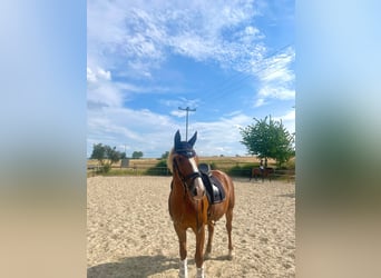 Knabstrup, Mare, 9 years, 14.2 hh, Chestnut-Red