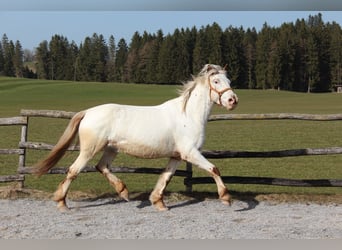 Knabstrup, Mare, 9 years, 14.2 hh, White