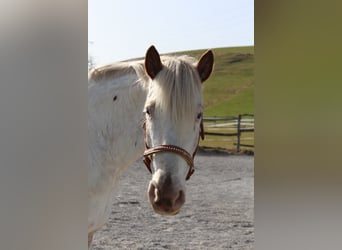 Knabstrup, Mare, 9 years, 14,2 hh, White