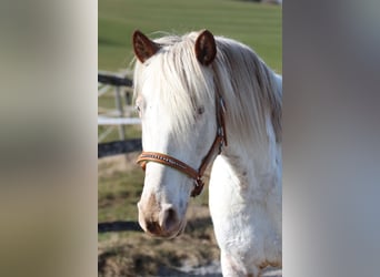 Knabstrup, Mare, 9 years, 14,2 hh, White