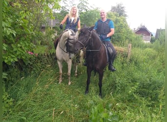Knabstrup, Mare, 9 years, 14,3 hh, Black