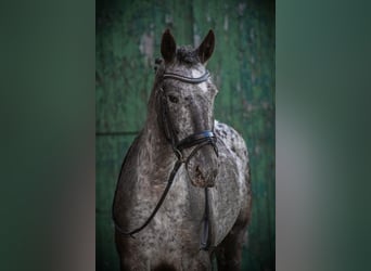 Knabstrup, Mare, 9 years, 15 hh, Pinto